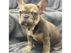 French Bulldog Puppy for sale in Henrico, VA, USA