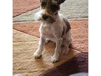 Schnauzer (Miniature) Puppy for sale in Mount Pleasant, NC, USA