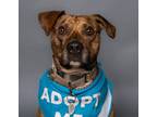 Adopt Rex a Pit Bull Terrier, Plott Hound