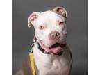 Adopt Olaf a Pit Bull Terrier