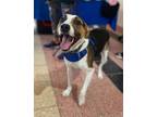 Adopt Snoopy a Beagle, Mixed Breed