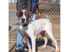 Adopt Rooster a Pointer