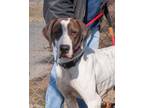 Adopt Rooster a Pointer