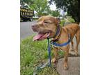 Adopt MERLE a American Staffordshire Terrier, Mixed Breed