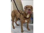 Adopt MERLE a American Staffordshire Terrier, Mixed Breed