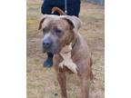 Adopt Bishop a Pit Bull Terrier, Mastiff