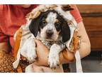 Adopt Stag a Bluetick Coonhound
