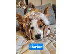 Adopt Darton a Bluetick Coonhound