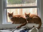 Adopt Amber and Marmalade (bonded) a Domestic Short Hair