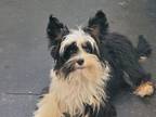 Adopt Scotty a Terrier