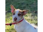 Adopt Toby a Basenji