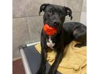 Adopt Jack a Black Labrador Retriever, Staffordshire Bull Terrier