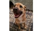 Adopt Buddy a Chow Chow, Labrador Retriever