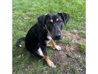 Adopt Chichi a Shepherd, Rottweiler