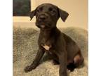 Adopt Stop In The Name Of Love Litter : Liebe a Mixed Breed