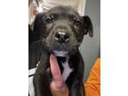 Adopt Tracker! Sweet baby lab boy! a Labrador Retriever
