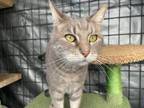 Adopt Crosby a Domestic Short Hair