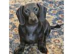 Dachshund Puppy for sale in Denver, CO, USA