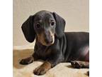 Dachshund Puppy for sale in Denver, CO, USA