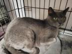 Adopt Sammie a Domestic Short Hair, Russian Blue