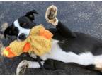 Adopt Goose a Border Collie, Boxer