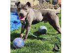 Adopt Kiano a Staffordshire Bull Terrier