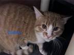 Adopt Collins a Domestic Short Hair