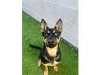 Adopt Charlie a Shepherd, Mixed Breed