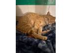 Adopt Junior a Domestic Short Hair