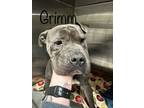 Adopt Grimm a Staffordshire Bull Terrier