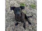 Adopt Sampson II a Labrador Retriever