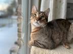 Adopt Pinto a Domestic Shorthair / Mixed (short coat) cat in St.