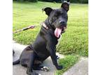 Adopt Tucker a Black Terrier (Unknown Type, Medium) / Mixed Breed (Medium) /