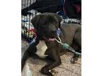 Adopt Maurice - Beauty and the Beast litter a Black Pit Bull Terrier / Labrador