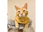 Adopt Samuel a Orange or Red Tabby Domestic Shorthair (short coat) cat in St
