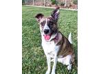 Adopt Devo a Brown/Chocolate - with White Collie / Shepherd (Unknown Type) dog