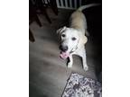 Adopt Apollo a White Labrador Retriever / Mixed dog in Redmond, WA (38206739)