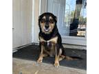 Adopt Velma a Brown/Chocolate Rottweiler / Mixed dog in San Antonio