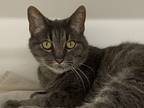 Adopt Heidi a Gray or Blue Domestic Shorthair / Domestic Shorthair / Mixed cat