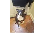 Adopt Diamond a Black - with White American Pit Bull Terrier / Mixed dog in