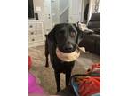 Adopt Duke a Black Labrador Retriever / Mixed dog in Howell, MI (38006610)