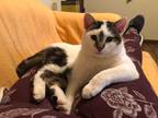 Adopt Anson a Domestic Shorthair cat in Steinbach, MB (38153483)