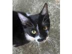 Adopt Chansey a All Black Domestic Shorthair / Domestic Shorthair / Mixed cat in