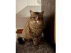 Adopt Winter a Brown Tabby Domestic Longhair (long coat) cat in Worcester