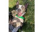 Adopt Lemon a American Pit Bull Terrier / Mixed Breed (Medium) / Mixed dog in