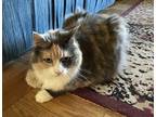 Adopt Sunny 6475 a Calico or Dilute Calico Calico (medium coat) cat in Waldorf