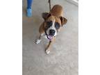 Adopt Pamba a Brown/Chocolate - with White Boxer / Mixed dog in Mission