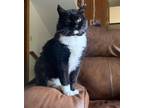 Adopt Patrick a Domestic Longhair / Mixed (long coat) cat in Fargo