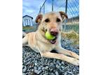 Adopt Anya a Labrador Retriever, Husky