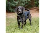 Adopt Baxter 10390 a Black Labrador Retriever / Beagle / Mixed dog in Cumming